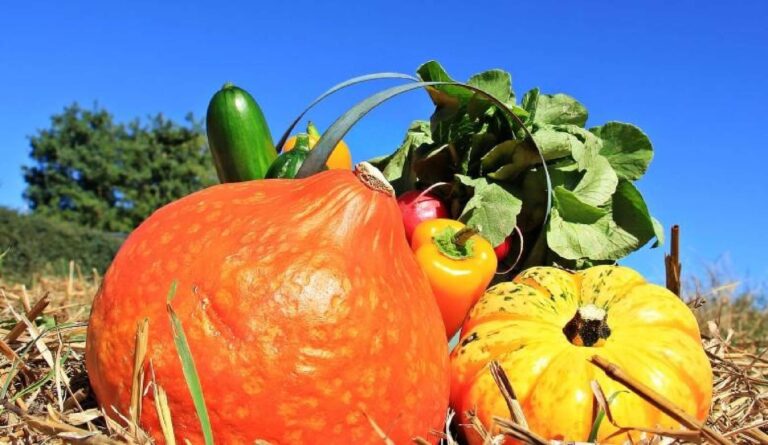 Our Favorite Thanksgiving Tradition: Water conservation, one apple at a time